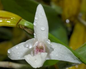 Dendrobium albopurpureum