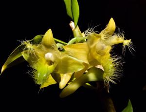 Dendrobium terengganuensis