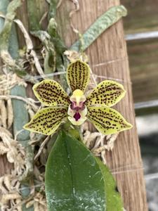 Phalaenopsis natmataungensis