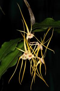 Dendrobium tetragonum var. serpentis