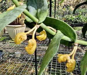 Dendrobium chloranthum
