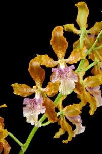 Oncidium deburghgraeveanum