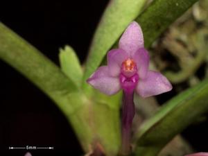 Vanda nana