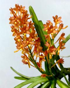 Vanda miniata