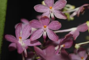 Vanda ampullacea