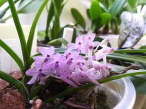 Vanda christensoniana