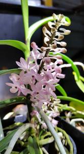 Vanda christensoniana