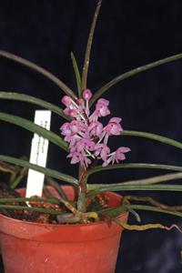 Vanda christensoniana