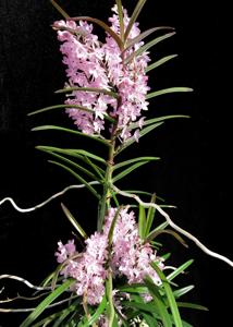 Vanda christensoniana