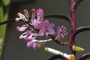 Vanda christensoniana