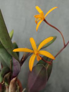 Cattleya vasconcelosiana