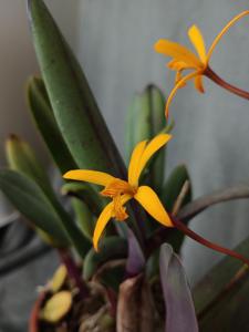 Cattleya vasconcelosiana