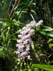 Aerides magnifica