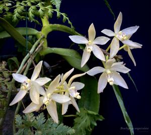 Brachypeza unguiculata