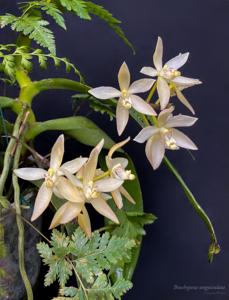 Brachypeza unguiculata