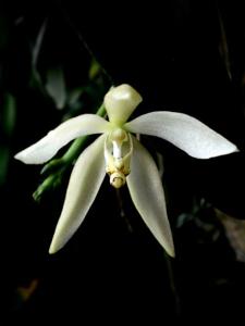 Brachypeza unguiculata