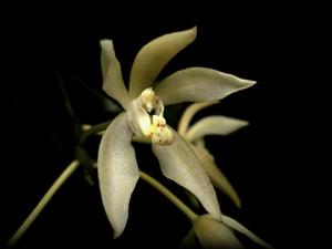 Brachypeza unguiculata