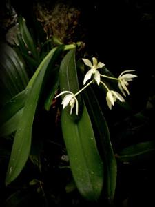 Brachypeza unguiculata