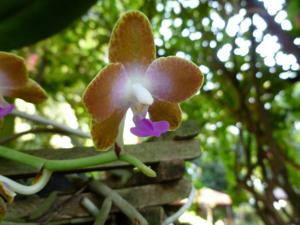 Phalaenopsis marriottiana