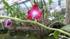 Phalaenopsis marriottiana