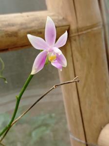 Phalaenopsis mentawaiensis