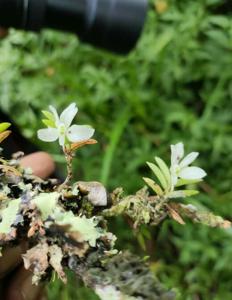 Trichoglottis biglandulosa
