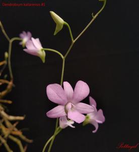 Dendrobium kallarense