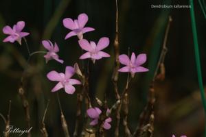Dendrobium kallarense