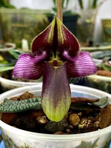 Paphiopedilum rungsuriyanum