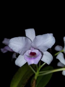 Guarianthe hennisiana