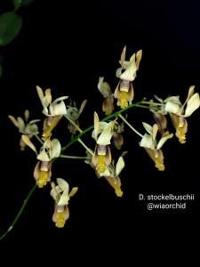 Dendrobium stockelbuschii