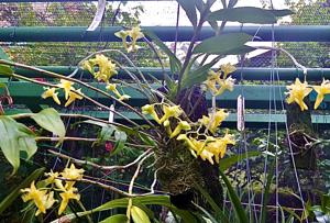 Dendrobium terengganuensis