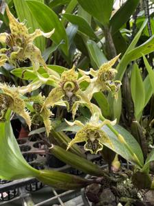 Dendrobium pacificum