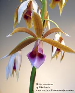 Phaius tankervilleae var. antoninae
