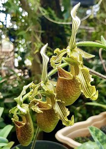 Paphiopedilum bungebelangi