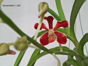 Vanda mariae