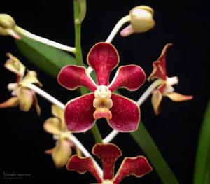 Vanda mariae