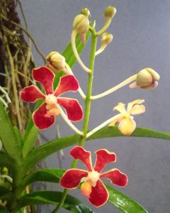 Vanda mariae