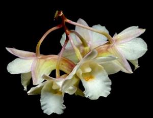 Dendrobium ruseae
