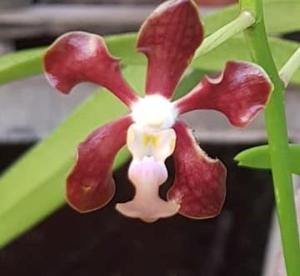 Vanda chirayupiniae