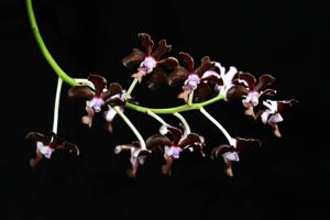 Vanda chirayupiniae