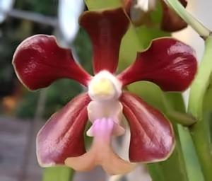 Vanda chirayupiniae