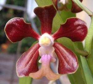 Vanda chirayupiniae