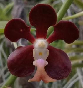 Vanda chirayupiniae