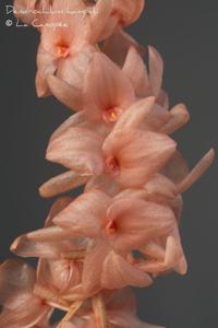 Coelogyne hampelii