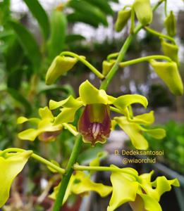 Dendrobium dedeksantosoi