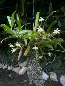 Thrixspermum merapohense