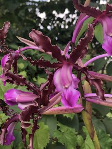 Schomburgkia schultzei