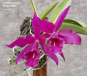Cattleya maxima