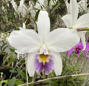 Laelia anceps var. veitchiana